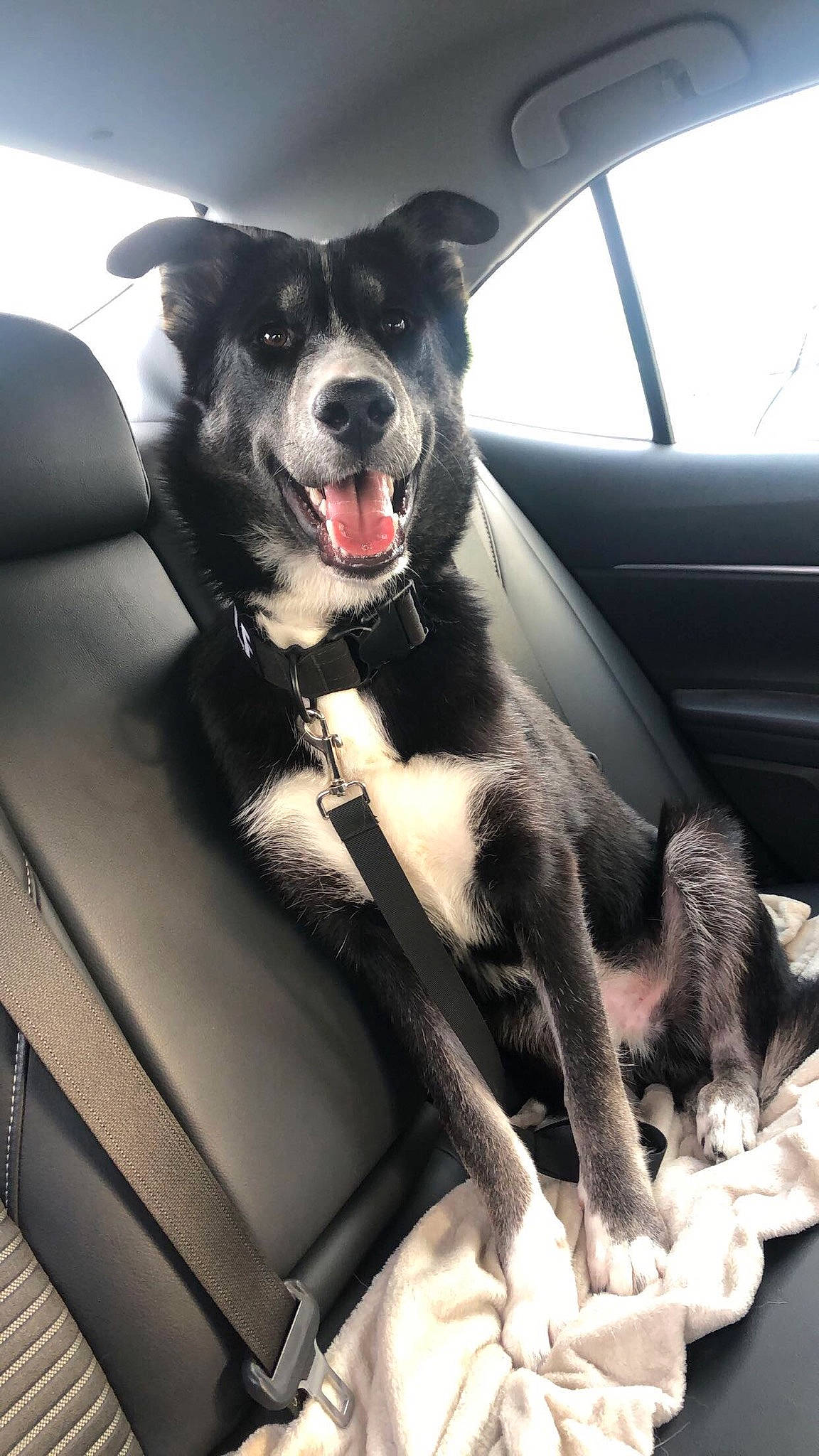 Wolf joined the competition — help win amazing prizes! auto_part, automotive_design, automotive_exterior, automotive_mirror, car, car_seat, car_seat_cover, carnivore, companion_dog, dog, dog_breed, dog_collar, light, motor_vehicle, steering_wheel, vehicle, vehicle_door, whiskers, window, windshield