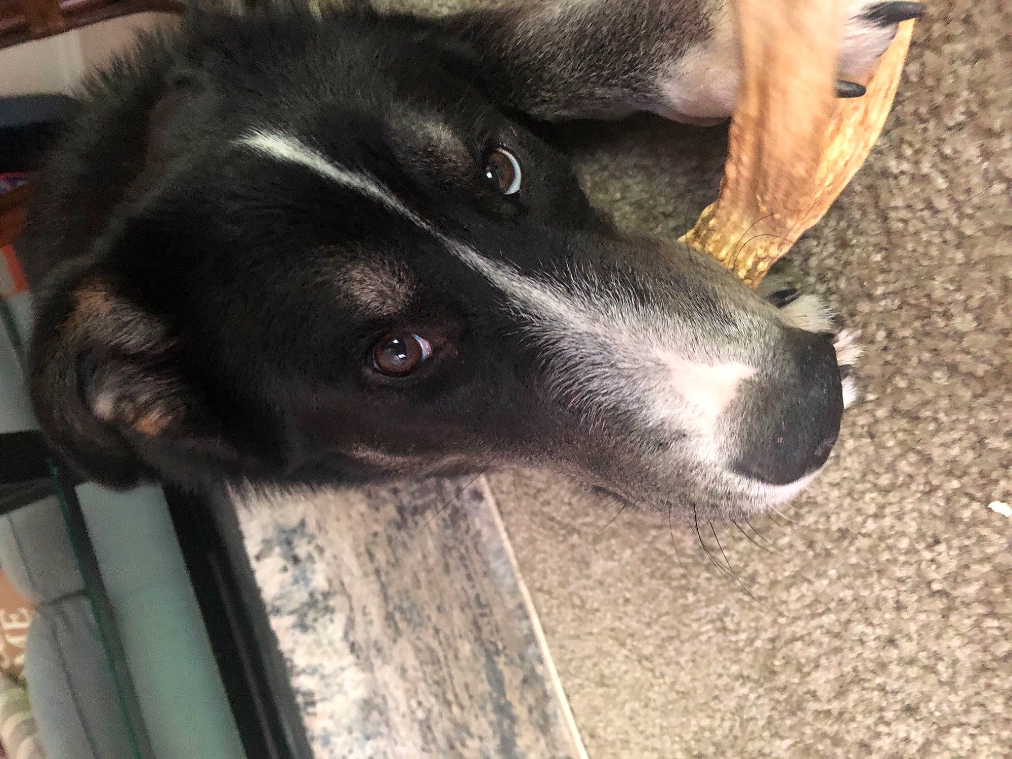 Wolf is registered to the contest to win money with this photo: borador, canidae, carnivore, companion_dog, dog, dog_breed, fur, non_sporting_group, paw, plant, sporting_group, street_dog, terrestrial_animal, whiskers, working_animal, working_dog