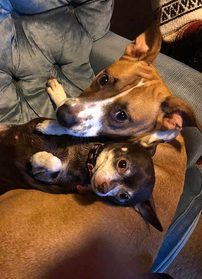 Catori is registered to the contest to win money with this photo: canidae, carnivore, comfort, companion_dog, dog, dog_breed, dog_supply, ear, fawn, fur, guard_dog, non_sporting_group, sighthound, snout, sporting_group, whiskers, working_animal