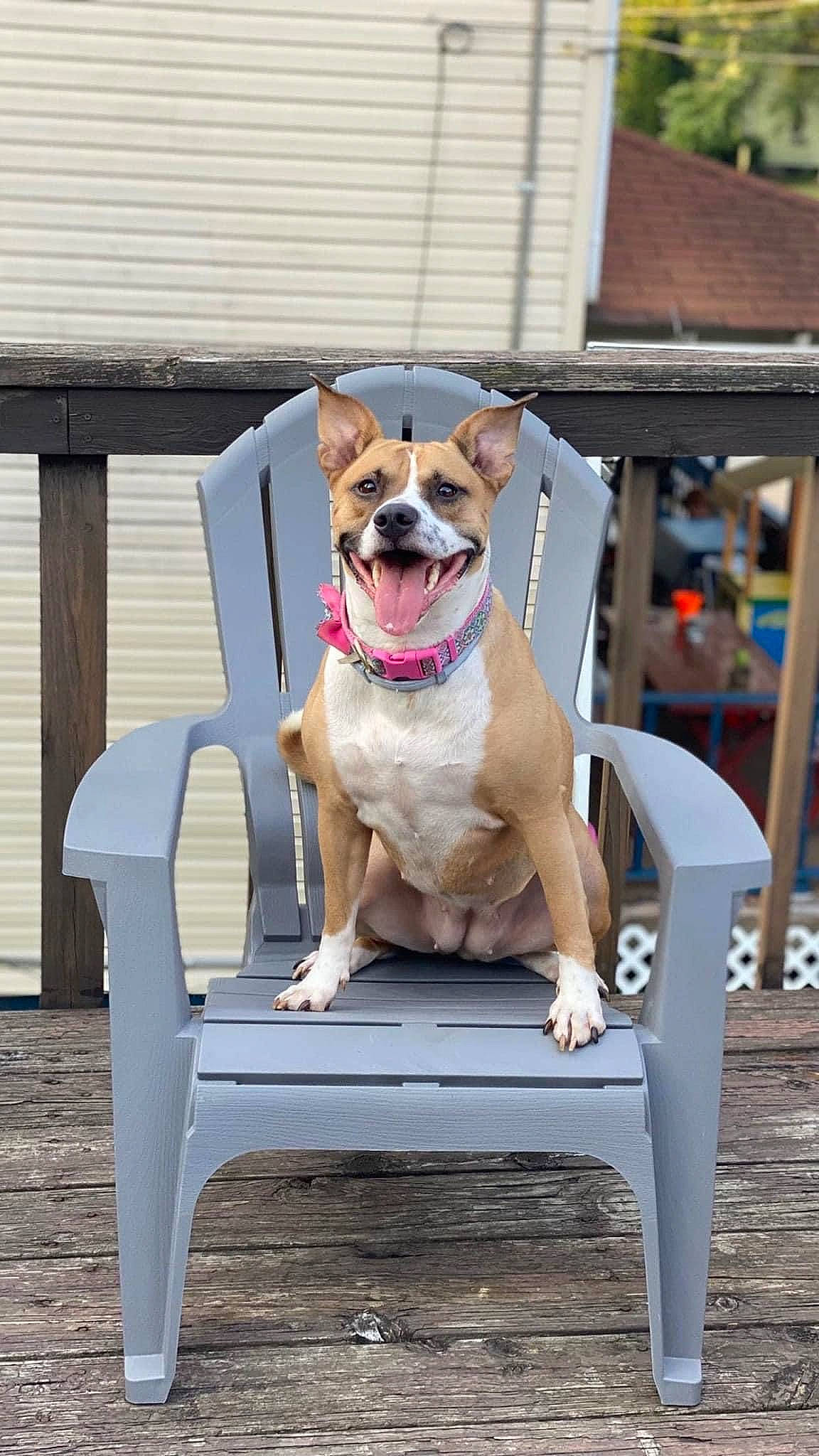 Catori joined the competition — help win amazing prizes! canidae, carnivore, chair, collar, companion_dog, dog, dog_breed, dog_collar, dog_supply, eyewear, fashion_accessory, fawn, leash, outdoor_furniture, pet_supply, pink, plant, snout, sporting_group, working_animal