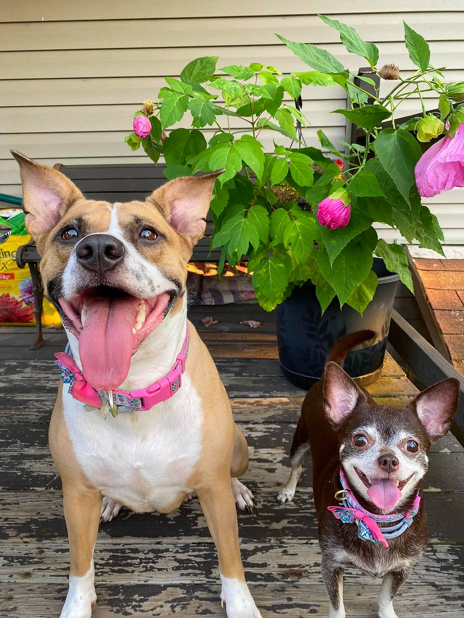 Catori is registered to the contest to win money with this photo: annual_plant, carnivore, collar, companion_dog, dog, dog_breed, dog_collar, dog_supply, fashion_accessory, fawn, flowerpot, leash, pet_supply, petal, pink, plant, snout, sporting_group, working_animal, wrinkle