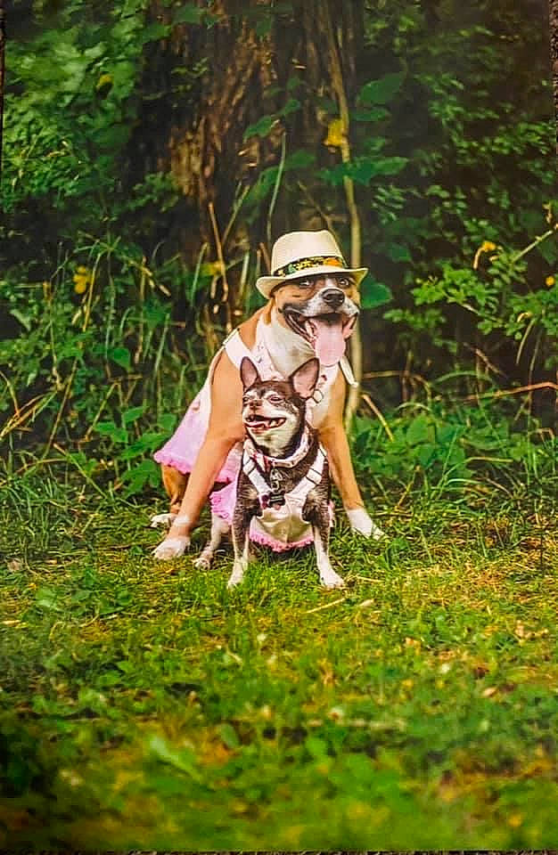 Catori joined the competition — help win amazing prizes! fawn, forest, fun, grass, grass_family, grassland, happy, hat, landscape, lawn, leisure, meadow, people_in_nature, personal_protective_equipment, plant, recreation, sun_hat, sunglasses, tree, wood