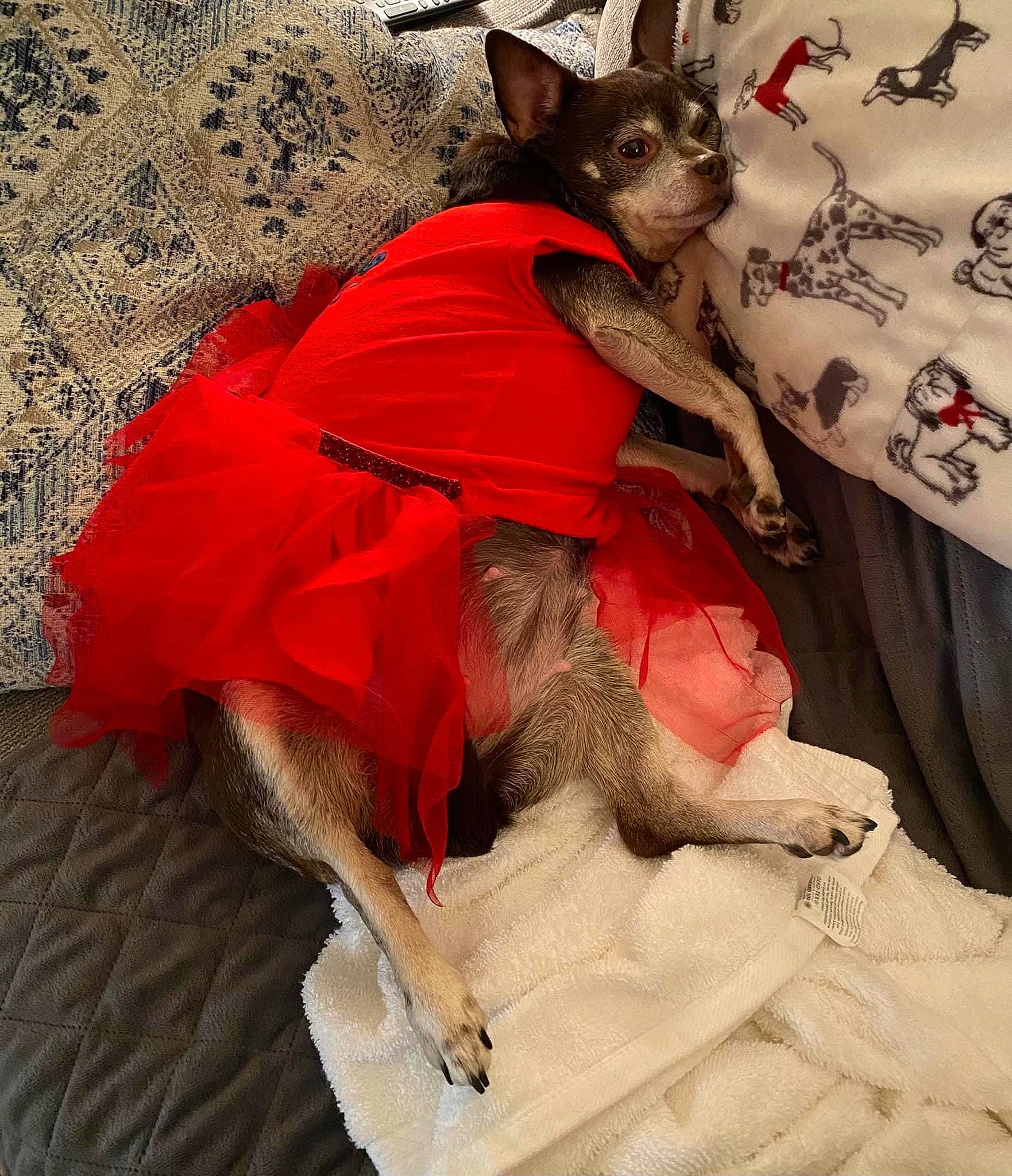 Cleo is registered to the contest to win money with this photo: canidae, carmine, carnivore, collar, comfort, companion_dog, costume_hat, dog, dog_breed, dog_clothes, dog_supply, fawn, felidae, fur, peruvian_hairless_dog, snout, sporting_group, terrestrial_animal, toy_dog, working_animal