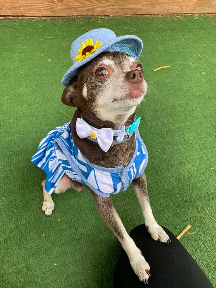 Cleo joined the competition — help win amazing prizes! carnivore, collar, companion_dog, costume_hat, dog, dog_breed, dog_clothes, dog_collar, dog_supply, fawn, grass, hat, leash, liver, personal_protective_equipment, pet_supply, snout, sporting_group, toy, working_animal