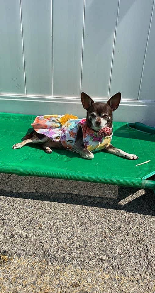 Cleo joined the competition — help win amazing prizes! canidae, carnivore, collar, companion_dog, dog, dog_breed, dog_clothes, dog_supply, fawn, flooring, grass, leash, pet_supply, puppy, sitting, snout, sporting_group, tail, toy_dog, working_animal