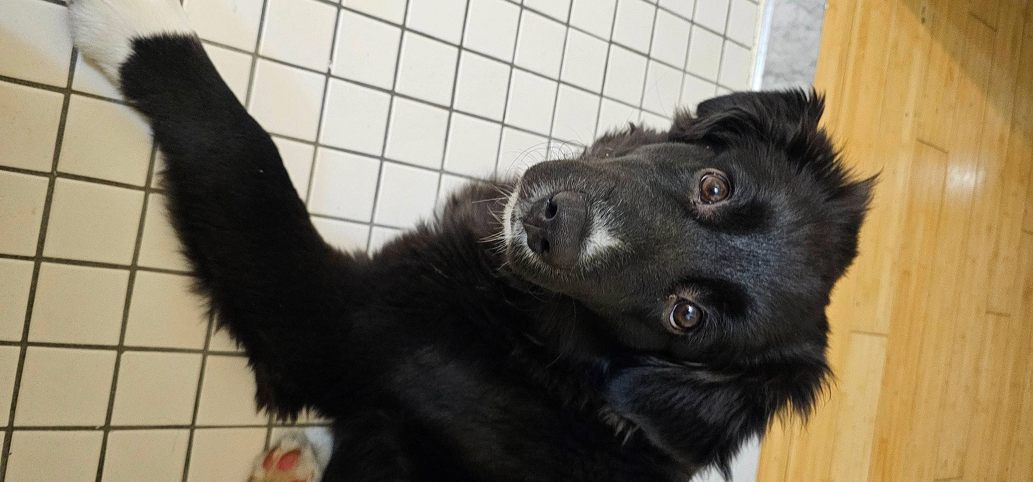 Rusty joined the competition — help win amazing prizes! borador, canidae, carnivore, companion_dog, dog, dog_breed, dog_collar, fur, gesture, gun_dog, liver, paw, pet_supply, snout, sporting_group, tail, terrestrial_animal, whiskers, working_animal, working_dog