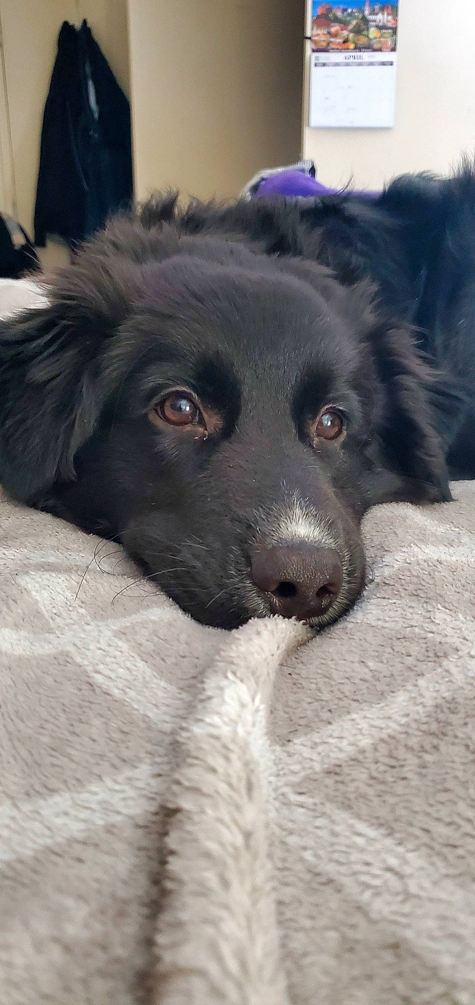 Rusty is registered to the contest to win money with this photo: borador, border_collie, canidae, carnivore, companion_dog, dog, dog_breed, fur, snout, sporting_group, whiskers, working_animal, working_dog