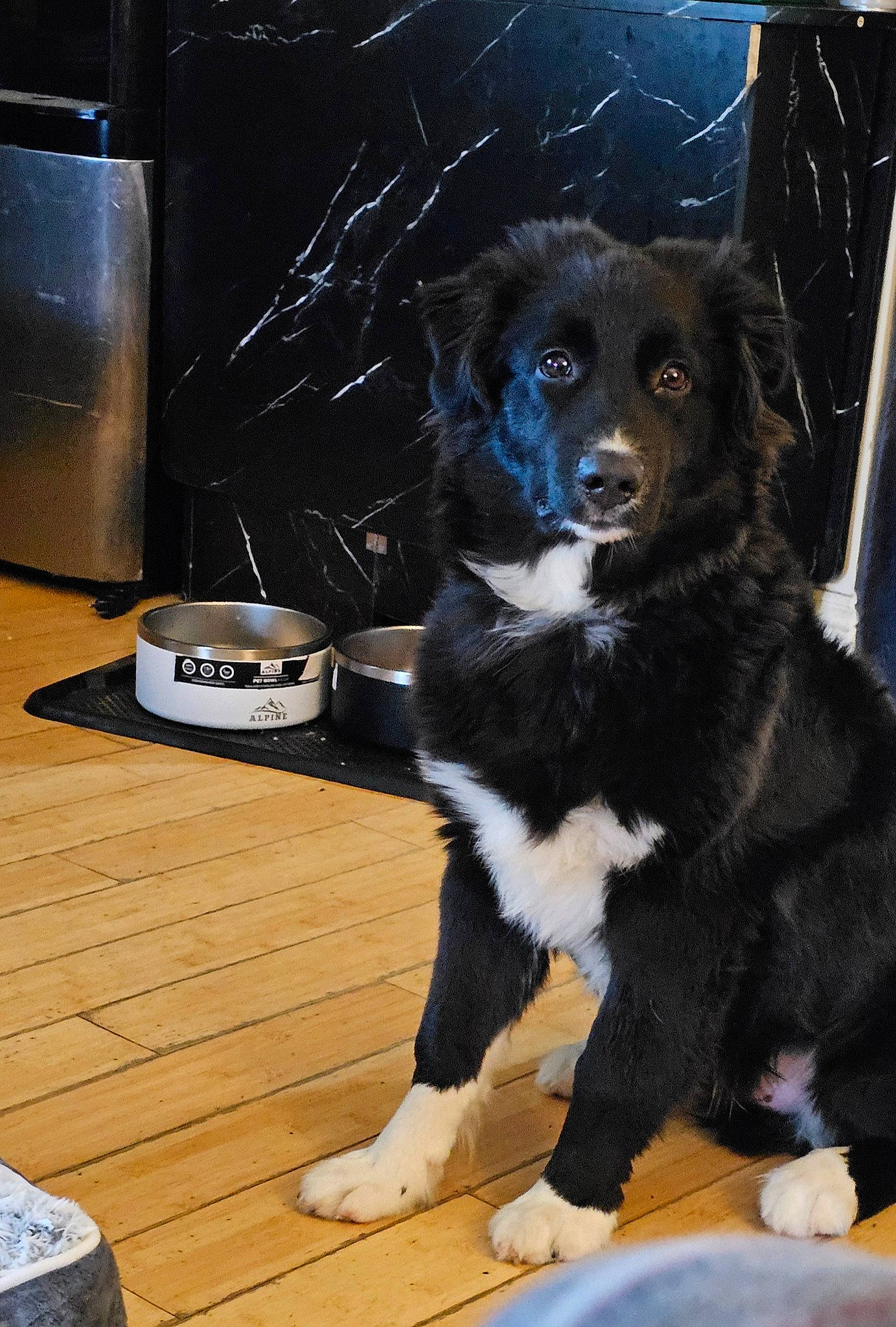 Rusty is registered to the contest to win money with this photo: border_collie, canidae, carnivore, companion_dog, dog, dog_breed, flooring, fur, hardwood, herding_dog, home_appliance, snout, sporting_group, tail, whiskers, wood, working_animal, working_dog