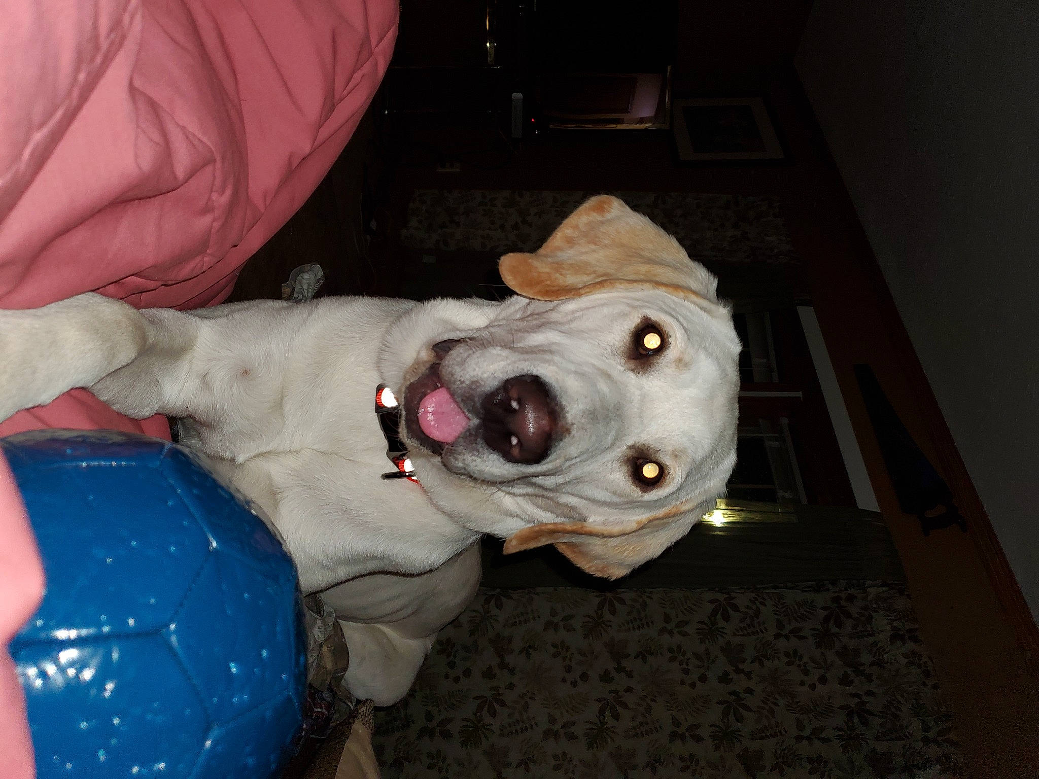 Scout is registered to the contest to win money with this photo: canidae, carnivore, collar, companion_dog, dog, dog_breed, dog_supply, fawn, fur, jaw, non_sporting_group, personal_protective_equipment, snout, sporting_group, throat, working_animal