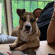 Athena participe au concours pour gagner de l'argent avec cette photo : animal, architecture, beverage, building, canine, coffee, coffeecup, couch, cup, diningtable, dog, furniture, indoors, livingroom, pet, plant, pottedplant, pottery, room, table