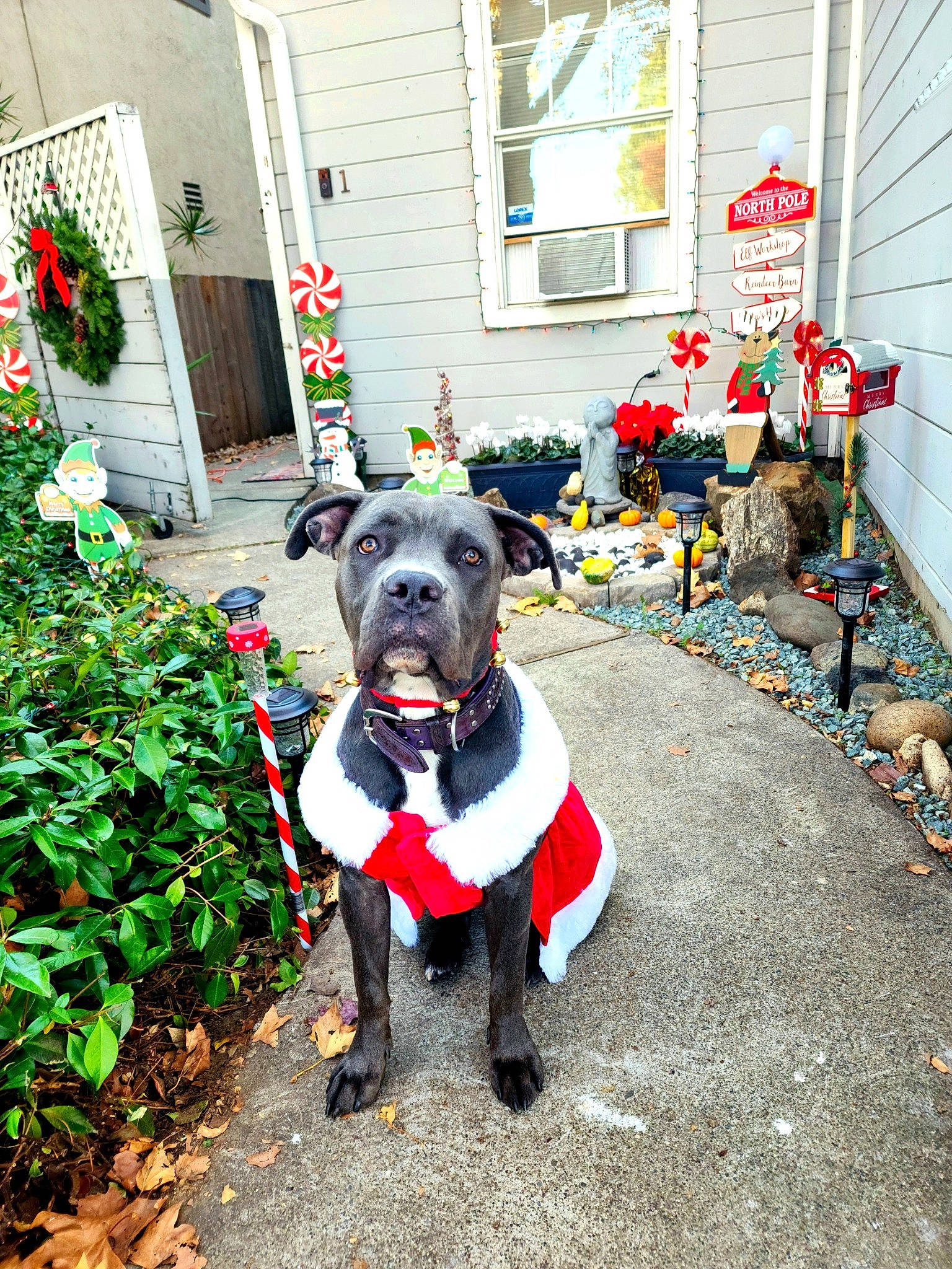 Akasha joined the competition — help win amazing prizes! carnivore, collar, companion_dog, dog, dog_breed, dog_clothes, dog_collar, dog_supply, door, event, grass, leash, pet_supply, plant, shrub, sidewalk, snout, sporting_group, window, working_animal