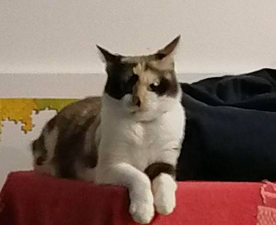 Space a rejoint le concours — aidez-le/la à gagner de superbes lots ! carnivore, cat, cat_supply, comfort, domestic_short_haired_cat, felidae, fur, paw, small_to_medium_sized_cats, snout, tail, whiskers