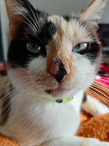 Space a rejoint le concours — aidez-le/la à gagner de superbes lots ! carnivore, cat, cat_supply, claw, close_up, domestic_short_haired_cat, eye, eyelash, fawn, felidae, fur, human_body, paw, pet_supply, small_to_medium_sized_cats, snout, tableware, tree, whiskers, window