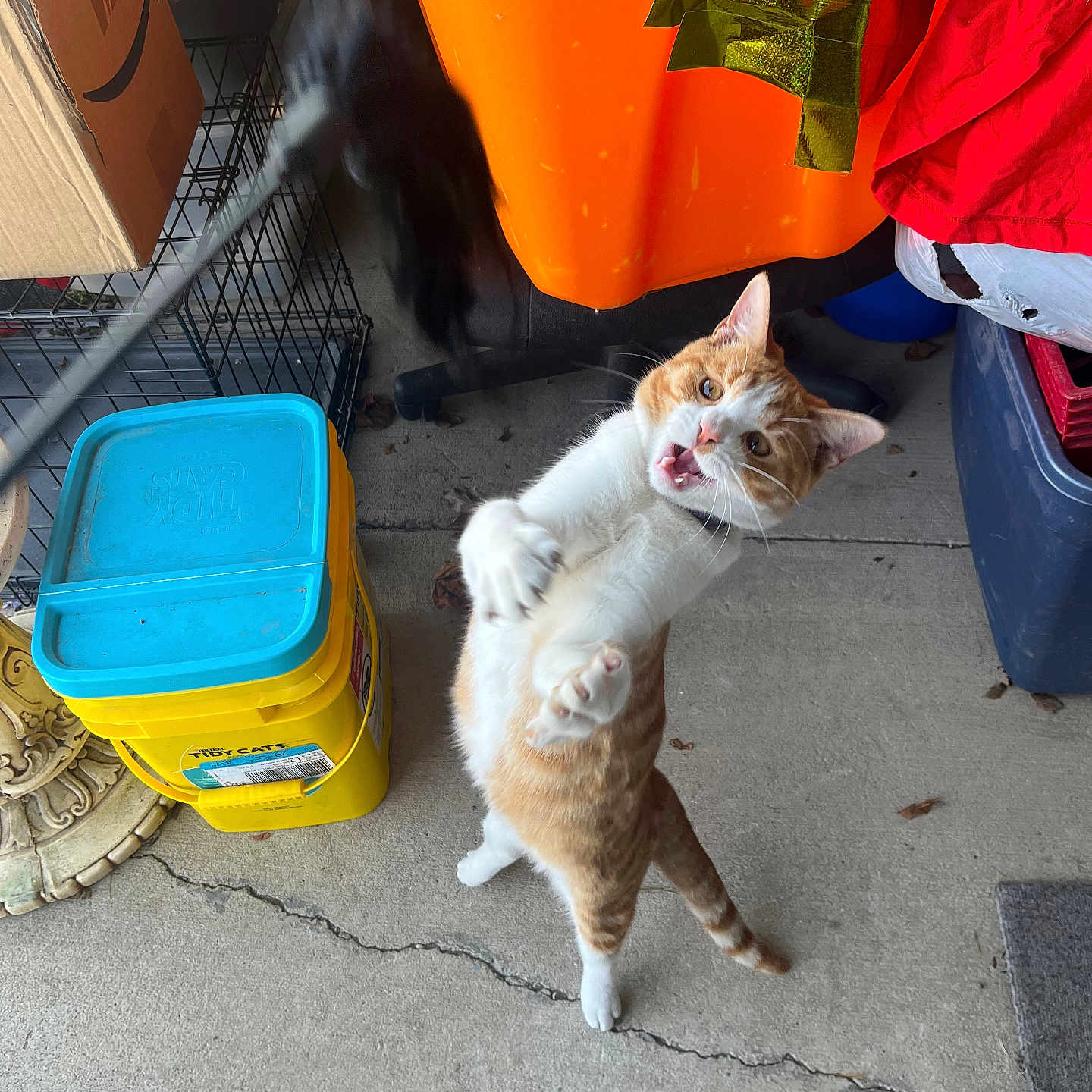 Lenlen Petchan joined the competition — help win amazing prizes! animal, basket, box, bucket, canine, cat, city, firstaid, kitten, laundry, manx, pet, plant, plastic, pottedplant, road, soil, street, tin, urban