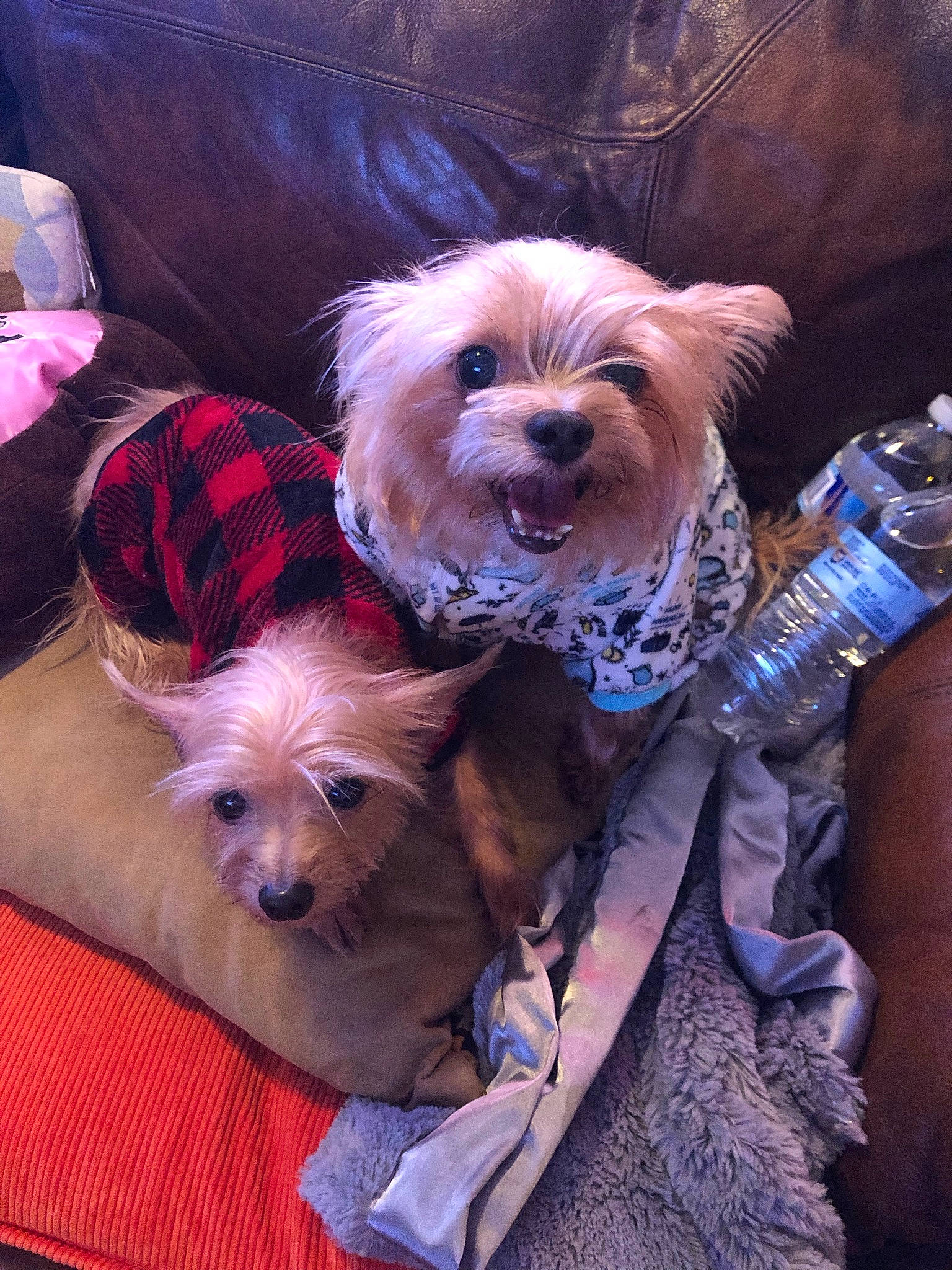 Little joined the competition — help win amazing prizes! canidae, carnivore, chinese_crested_dog, collar, companion_dog, dog, dog_breed, dog_clothes, dog_supply, fawn, fur, liver, small_terrier, snout, sporting_group, terrier, toy, toy_dog, working_animal, yorkipoo