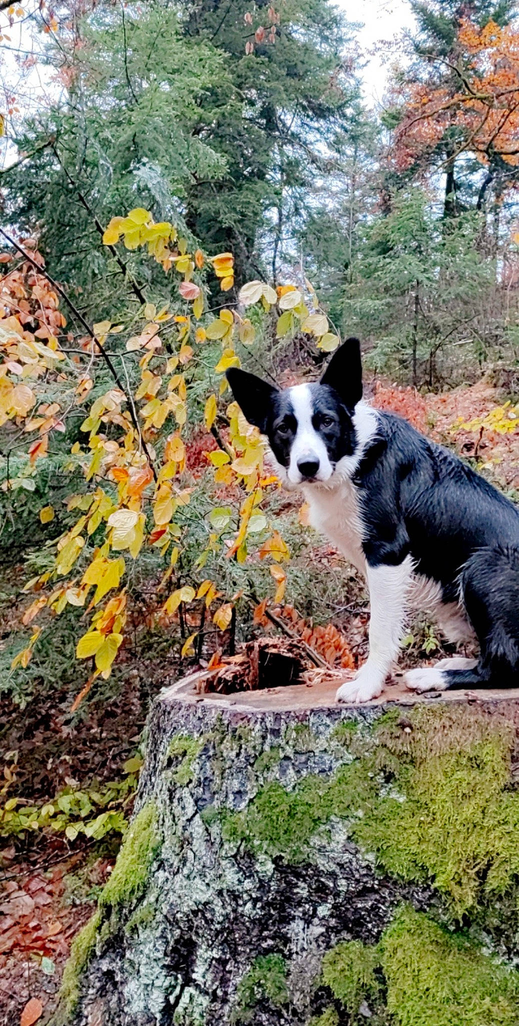 Tilou a rejoint le concours — aidez-le/la à gagner de superbes lots ! adventure, autumn, border_collie, carnivore, companion_dog, deciduous, dog, dog_breed, forest, grass, herding_dog, landscape, natural_landscape, plant, sporting_group, tail, temperate_broadleaf_and_mixed_forest, tree, woodland, working_animal