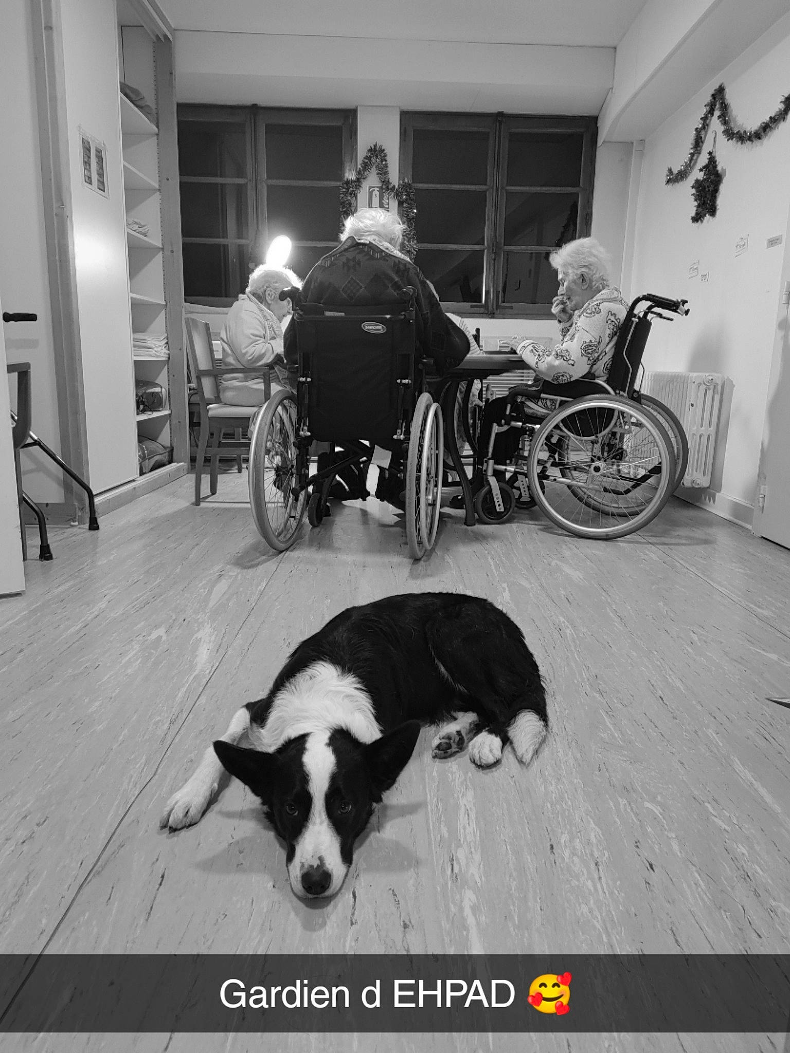 Tilou a rejoint le concours — aidez-le/la à gagner de superbes lots ! automotive_tire, black, black_and_white, carnivore, companion_dog, dog, dog_breed, fender, flooring, monochrome, monochrome_photography, rim, snout, style, tints_and_shades, tire, vehicle, wheel, wheelchair, working_animal