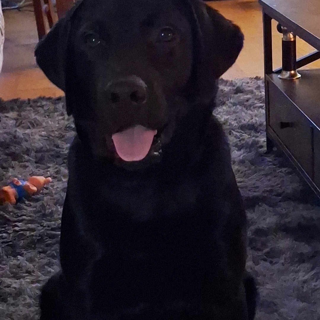 Vegas participe au concours pour gagner de l'argent avec cette photo : animal, ball, bodypart, canine, dog, furniture, hound, labradorretriever, mouth, person, pet, puppy, sport, tennis, tennisball