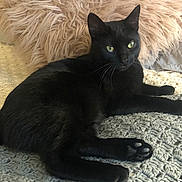 Bb joined the competition — help win amazing prizes! animal, black_cat, blanket, cat, close_up, couch, cozy, ears, feline, fur, green_eyes, home, indoor, knitted_blanket, lying_down, pet, pillow, portrait, relaxed, whiskers