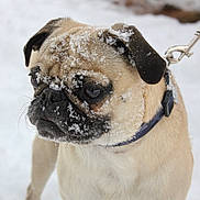 Sonny is registered to the contest to win money with this photo: dog, pug, snow, outdoor, pet, animal, leash, collar, winter, fur, cute, face, closeup, canine, muzzle, ears, whiskers, expression, cold, background_blur