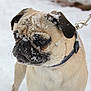 dog, pug, snow, outdoor, pet, animal, leash, collar, winter, fur, cute, face, closeup, canine, muzzle, ears, whiskers, expression, cold, background_blur