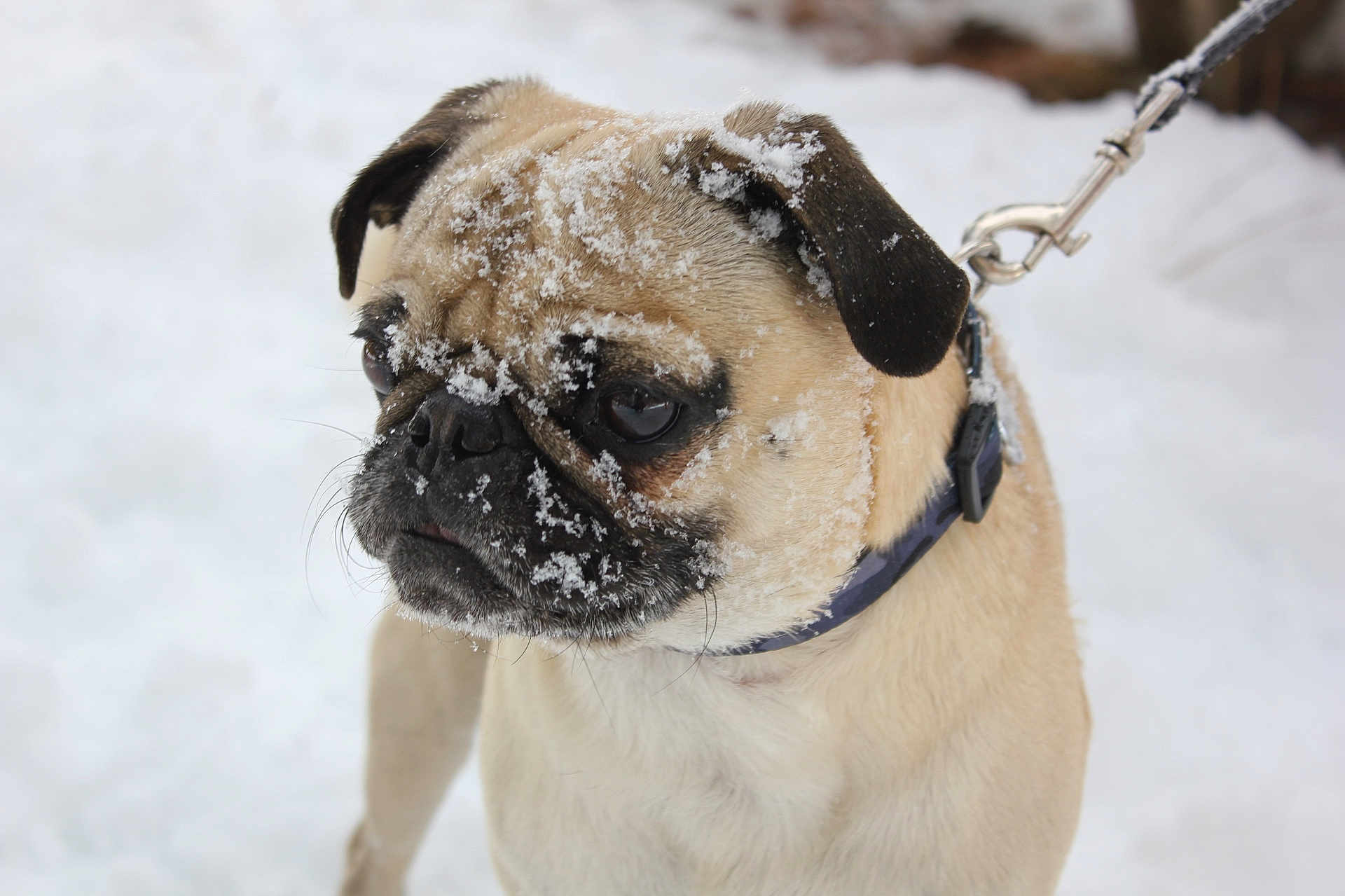 Sonny is registered to the contest to win money with this photo: dog, pug, snow, outdoor, pet, animal, leash, collar, winter, fur, cute, face, closeup, canine, muzzle, ears, whiskers, expression, cold, background_blur