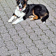 Azalée participe au concours pour gagner de l'argent avec cette photo : animal, black, brown, canine, daylight, dog, ears, fluffy, happy, lying_down, nature, outdoor, pavement, pet, resting, sunlight, tail, tongue_out, tricolor, white