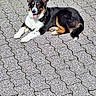 animal, black, brown, canine, daylight, dog, ears, fluffy, happy, lying_down, nature, outdoor, pavement, pet, resting, sunlight, tail, tongue_out, tricolor, white