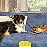 animal, blue_blanket, cat, chairs, companion, couch, cozy, dog, domestic, furniture, home, indoor, pet, pillows, plants, relaxed, sleeping_cat, table, window, yellow_basket