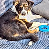Azalée a rejoint le concours — aidez-le/la à gagner de superbes lots ! animal, blanket, blue_toy, comfortable, companion, cozy, cute, dog, fur, home, indoor, lying_down, pet, pillow, puppy, relaxed, resting, sunlight, toy, tricolor