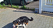 Azalée participe au concours pour gagner de l'argent avec cette photo : black_dog, blue_sky, brown_dog, car, daytime, dog, fence, garden, house, orange_roof, outdoor, paved_driveway, pet, residential_area, shadow, sunny, trailer, vehicle, walking, white_dog