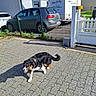 black_dog, blue_sky, brown_dog, car, daytime, dog, fence, garden, house, orange_roof, outdoor, paved_driveway, pet, residential_area, shadow, sunny, trailer, vehicle, walking, white_dog