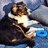 Azalée a rejoint le concours — aidez-le/la à gagner de superbes lots ! animal, blue_blanket, chew_toy, companion, cozy, cute, dog, domestic_animal, fur, gray_pillow, indoor, laying, mammal, pet, relaxed, resting, side_view, sunlight, toy, tricolor