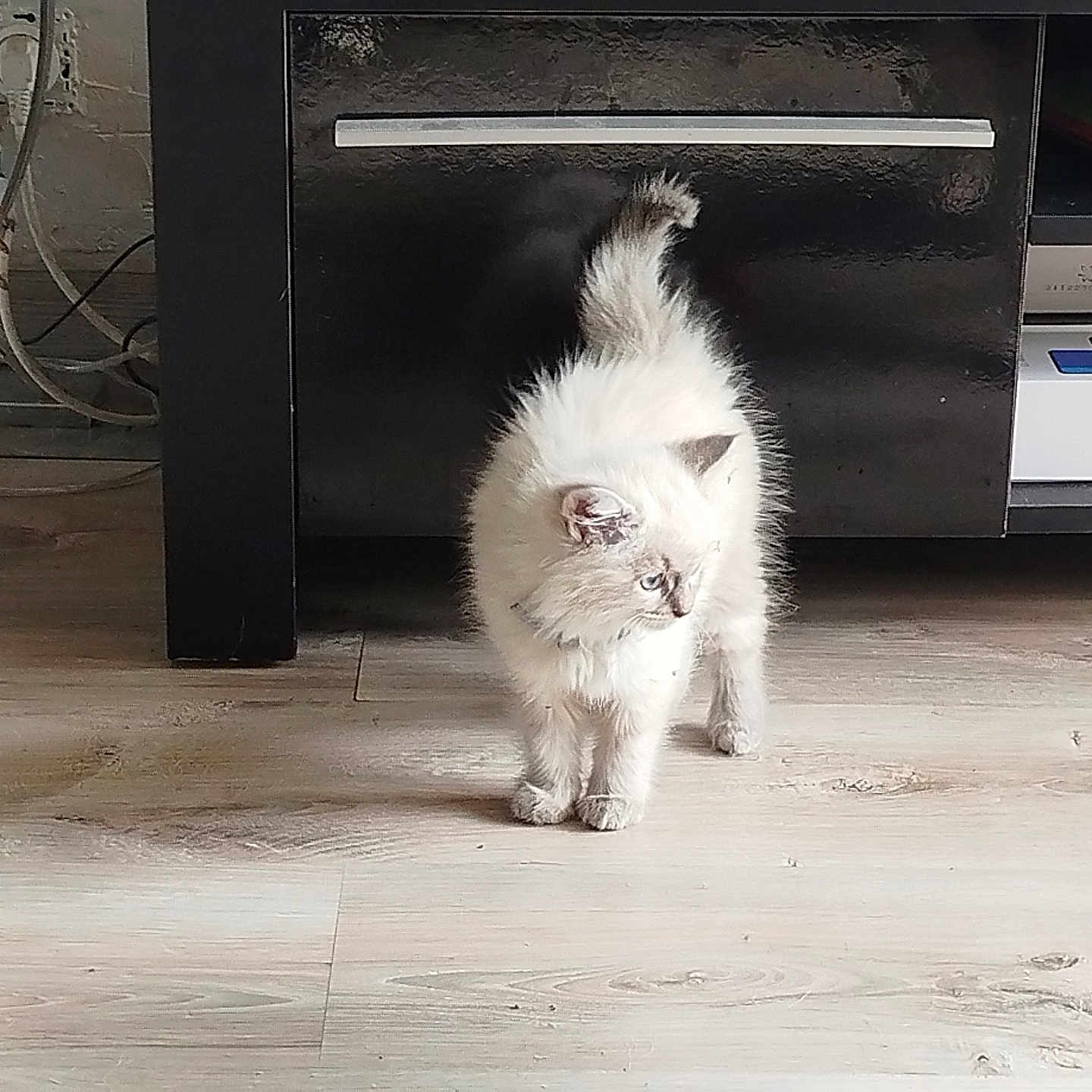 Vanille a rejoint le concours — aidez-le/la à gagner de superbes lots ! angora, animal, cabinet, canine, cat, closet, cupboard, dog, drawer, eskimodog, fox, furniture, hardwood, indoors, kitten, manx, pet, plywood, siamese, wood