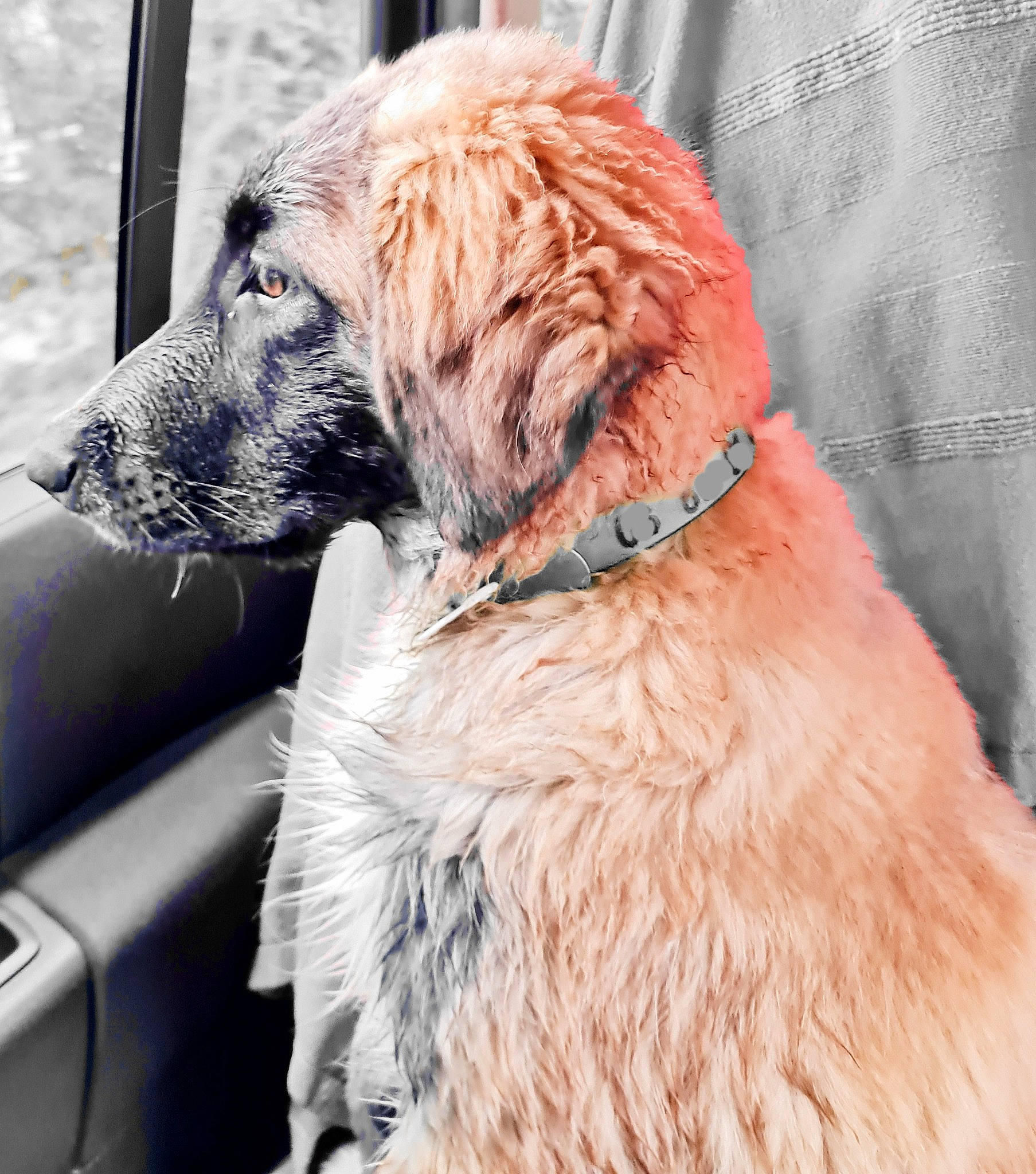 Taïga a rejoint le concours — aidez-le/la à gagner de superbes lots ! canidae, carnivore, claw, collar, companion_dog, dog, dog_breed, dog_collar, fawn, fur, giant_dog_breed, leash, liver, snout, sporting_group, window, windscreen_wiper, windshield, working_animal, working_dog