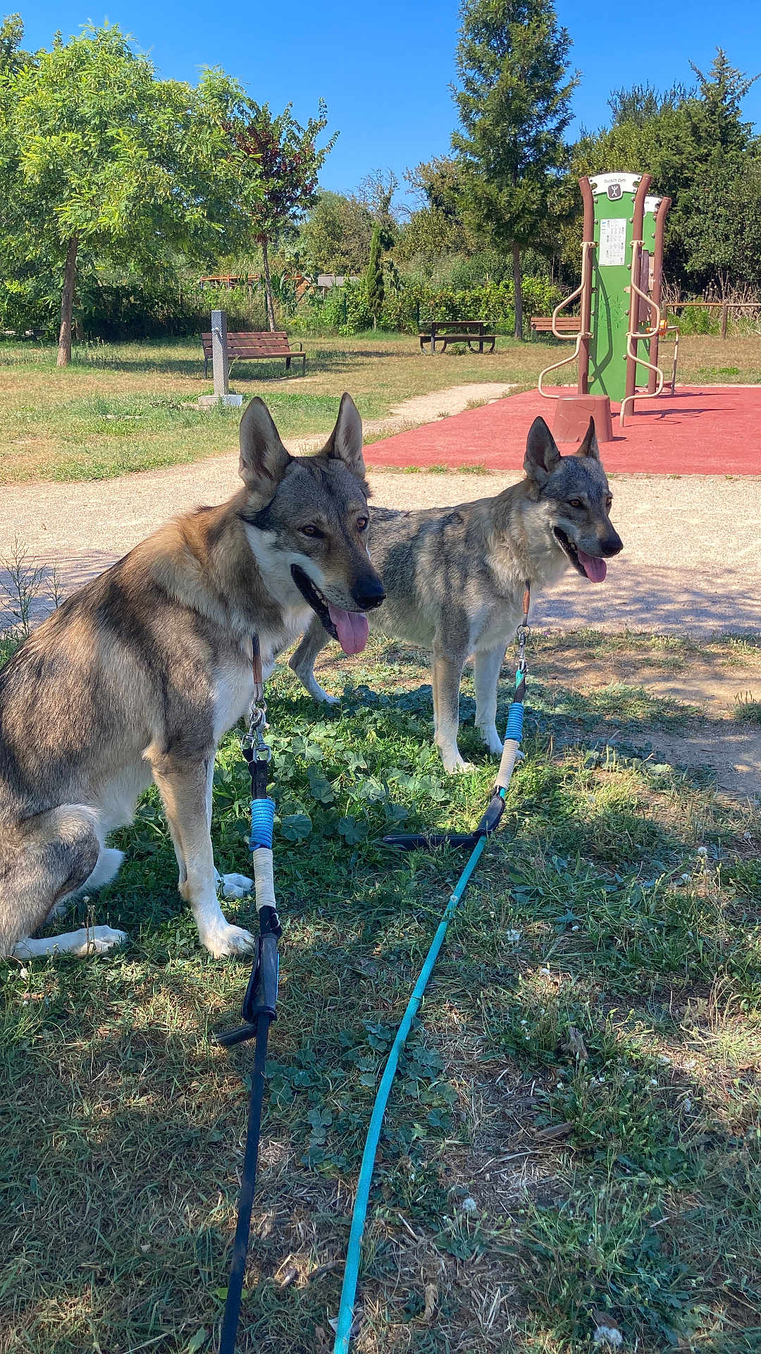 Black Et Heyliss a rejoint le concours — aidez-le/la à gagner de superbes lots ! dog, park, leash, grass, trees, sunny, outdoor, playground, bench, canine, nature, daytime, pets, animal, tongue_out, two_dogs, shade, greenery, walk, happy