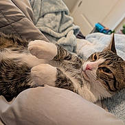 Lyney is registered to the contest to win money with this photo: cat, tabby, white_paws, pink_nose, bed, blanket, soft, indoor, relaxed, feline, fur, whiskers, ears, cute, pet, cozy, resting, domestic_animal, animal, sleepy