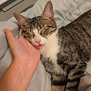 Lyney is registered to the contest to win money with this photo: animal, blanket, cat, closeup, companion, cozy, cute, fur, hand, human, indoor, pet, pink_nose, relaxation, resting, sleeping, soft, tabby, tongue_out, whiskers