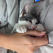 Milo joined the competition — help win amazing prizes! kitten, cat, hand, paws, sleepy, cozy, bed, blanket, human, fingers, resting, indoor, cute, pet, animal, white, gray, soft, nap, comfort