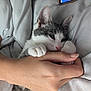 animal, bed, blanket, cat, comfort, cozy, cute, fingers, gray, hand, human, indoor, kitten, nap, paws, pet, resting, sleepy, soft, white