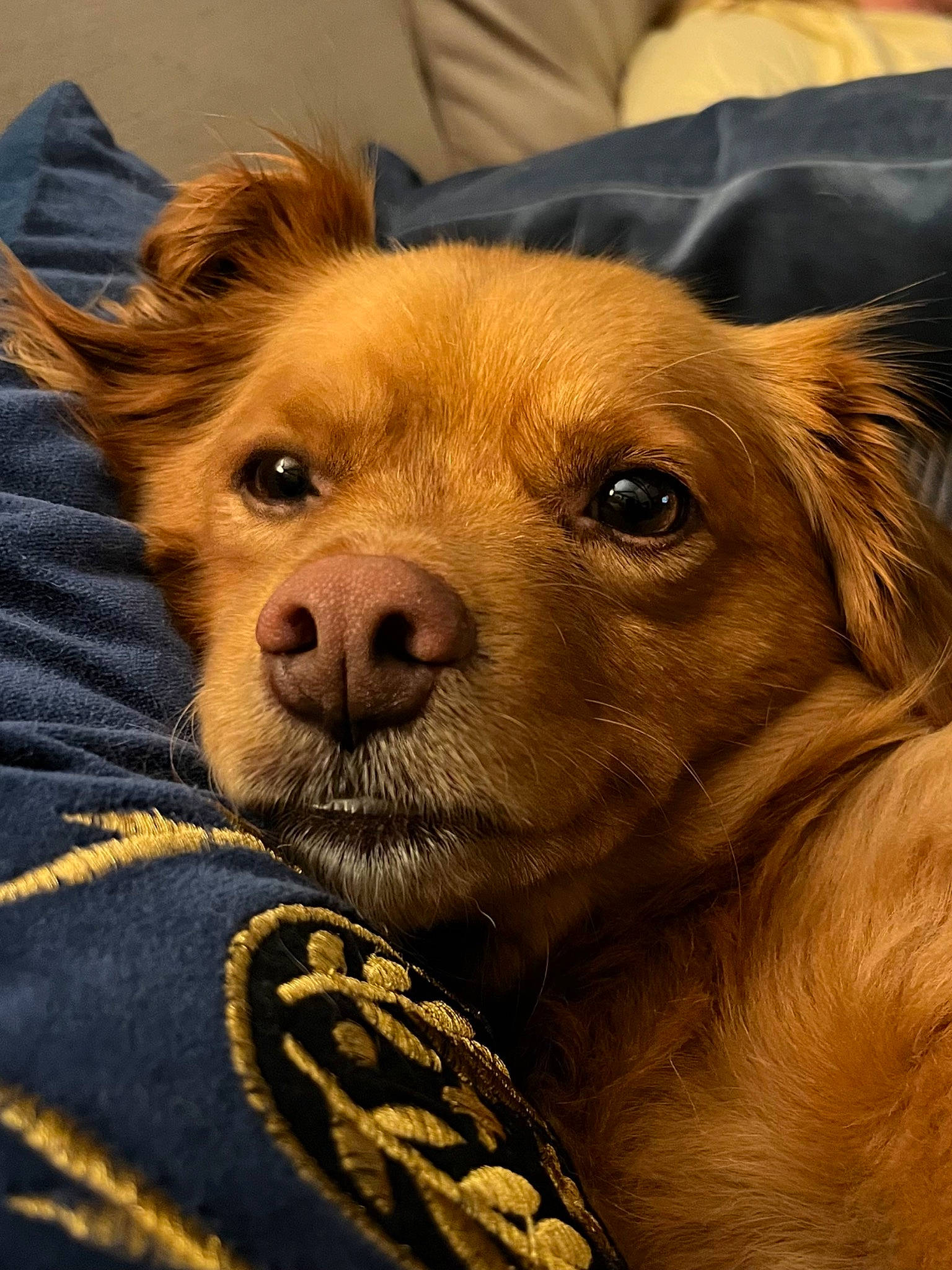 Ollie joined the competition — help win amazing prizes! canidae, carnivore, close_up, companion_dog, dog, dog_breed, ear, fawn, fur, jaw, liver, puppy, snout, sporting_group, terrestrial_animal, whiskers, working_animal