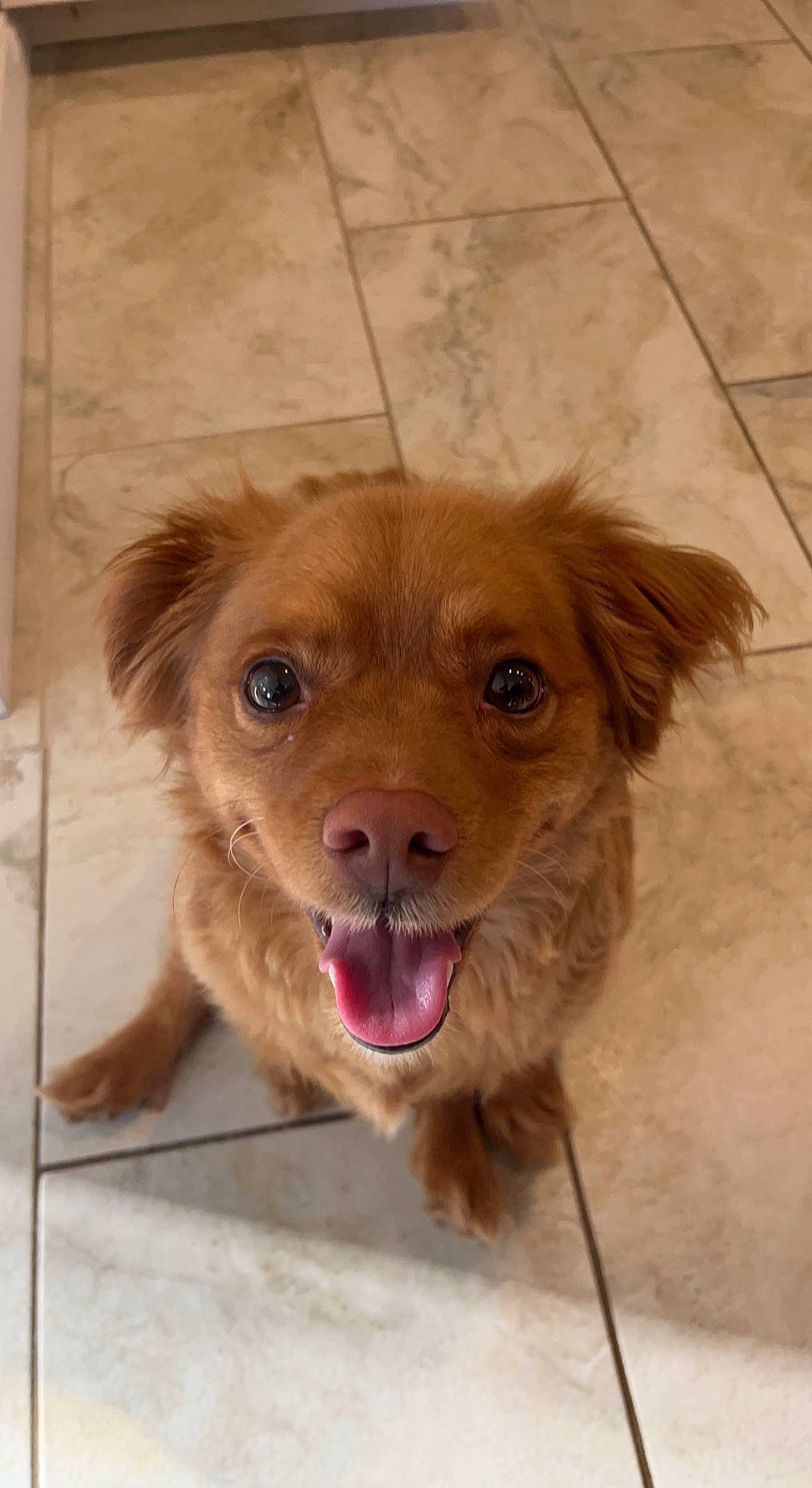 Ollie is registered to the contest to win money with this photo: carnivore, companion_dog, dog, dog_breed, fawn, flooring, fur, gun_dog, liver, plant, snout, snow, sporting_group, terrestrial_animal, whiskers, working_animal