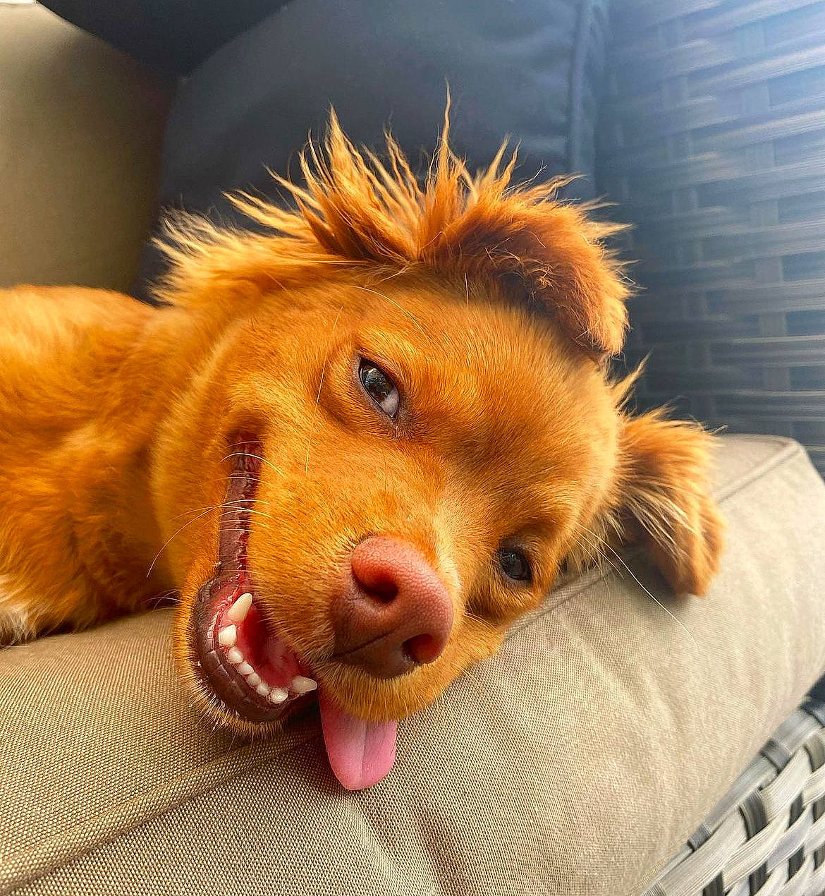 Ollie joined the competition — help win amazing prizes! canidae, carnivore, companion_dog, dog, dog_breed, ear, eye, fang, fawn, felidae, fur, jaw, liver, paw, snout, spitz, sporting_group, terrestrial_animal, whiskers, working_animal