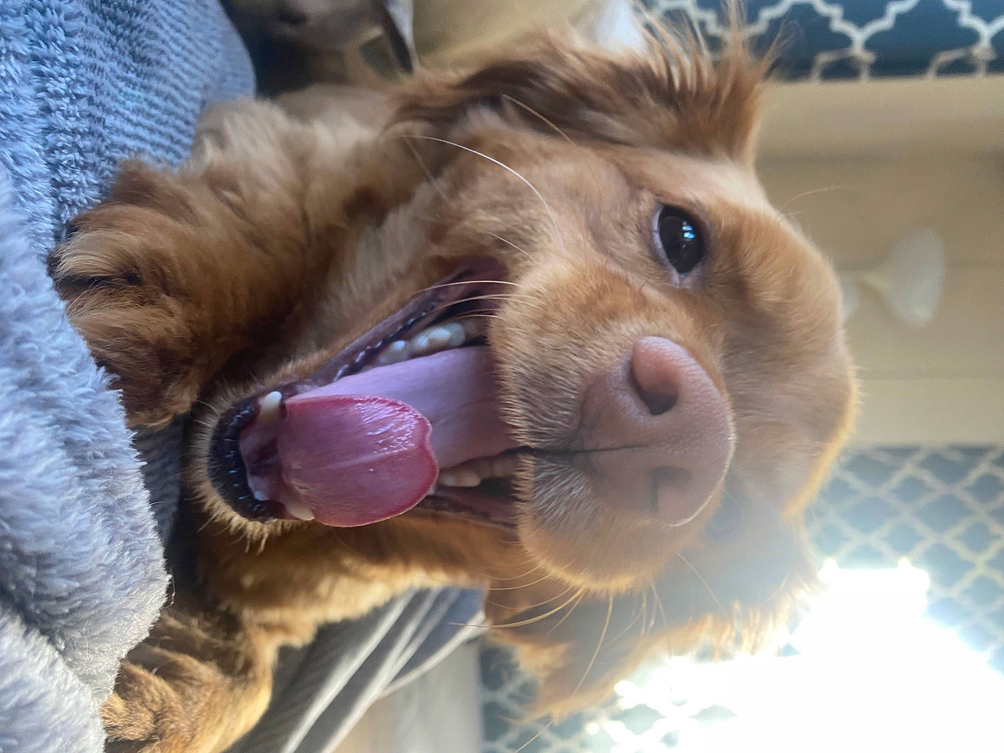Ollie is registered to the contest to win money with this photo: canidae, carnivore, companion_dog, dog, dog_breed, fawn, felidae, fur, liver, paw, plush, puppy_love, retriever, selfie, snout, sporting_group, stuffed_toy, toy_dog, whiskers, working_animal
