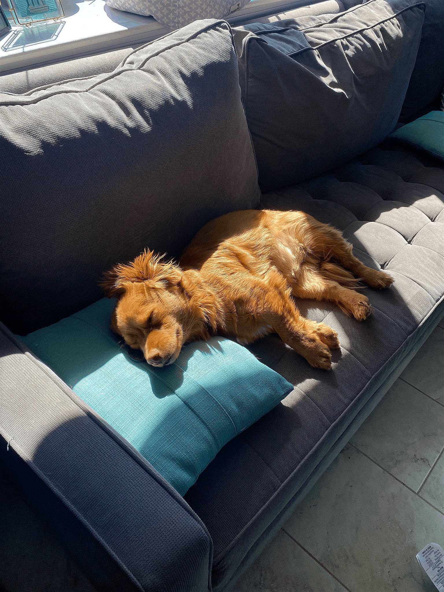 Ollie is registered to the contest to win money with this photo: canidae, carnivore, comfort, companion_dog, couch, dog, dog_breed, fawn, felidae, flooring, fur, furniture, liver, mammal, pillow, room, sporting_group, toy_dog, vertebrate, whiskers