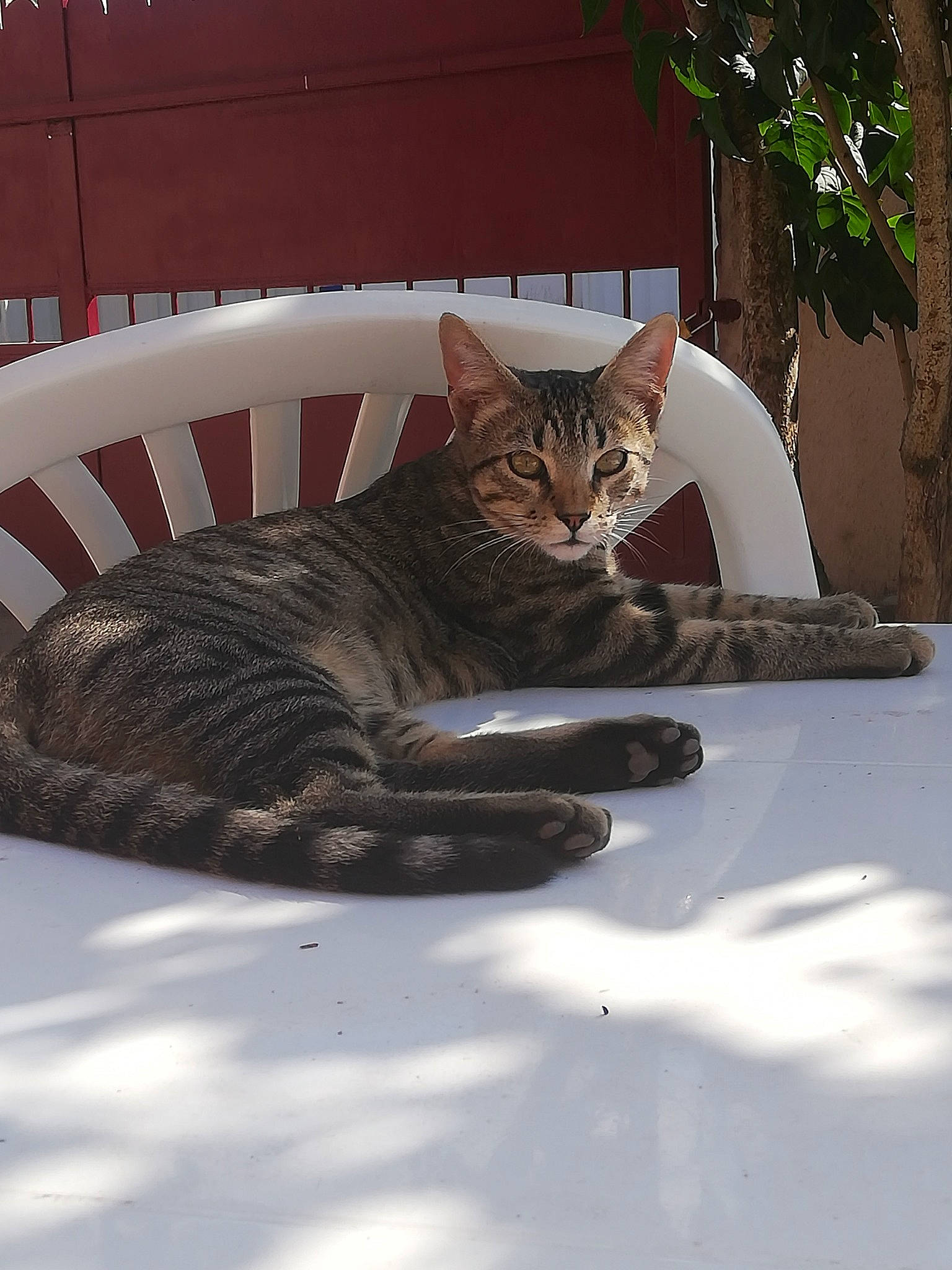 Takumi a rejoint le concours — aidez-le/la à gagner de superbes lots ! automotive_tire, carnivore, cat, comfort, domestic_short_haired_cat, fawn, felidae, fur, grey, paw, plant, small_to_medium_sized_cats, snout, tail, tints_and_shades, tree, whiskers, wildlife, window, wood