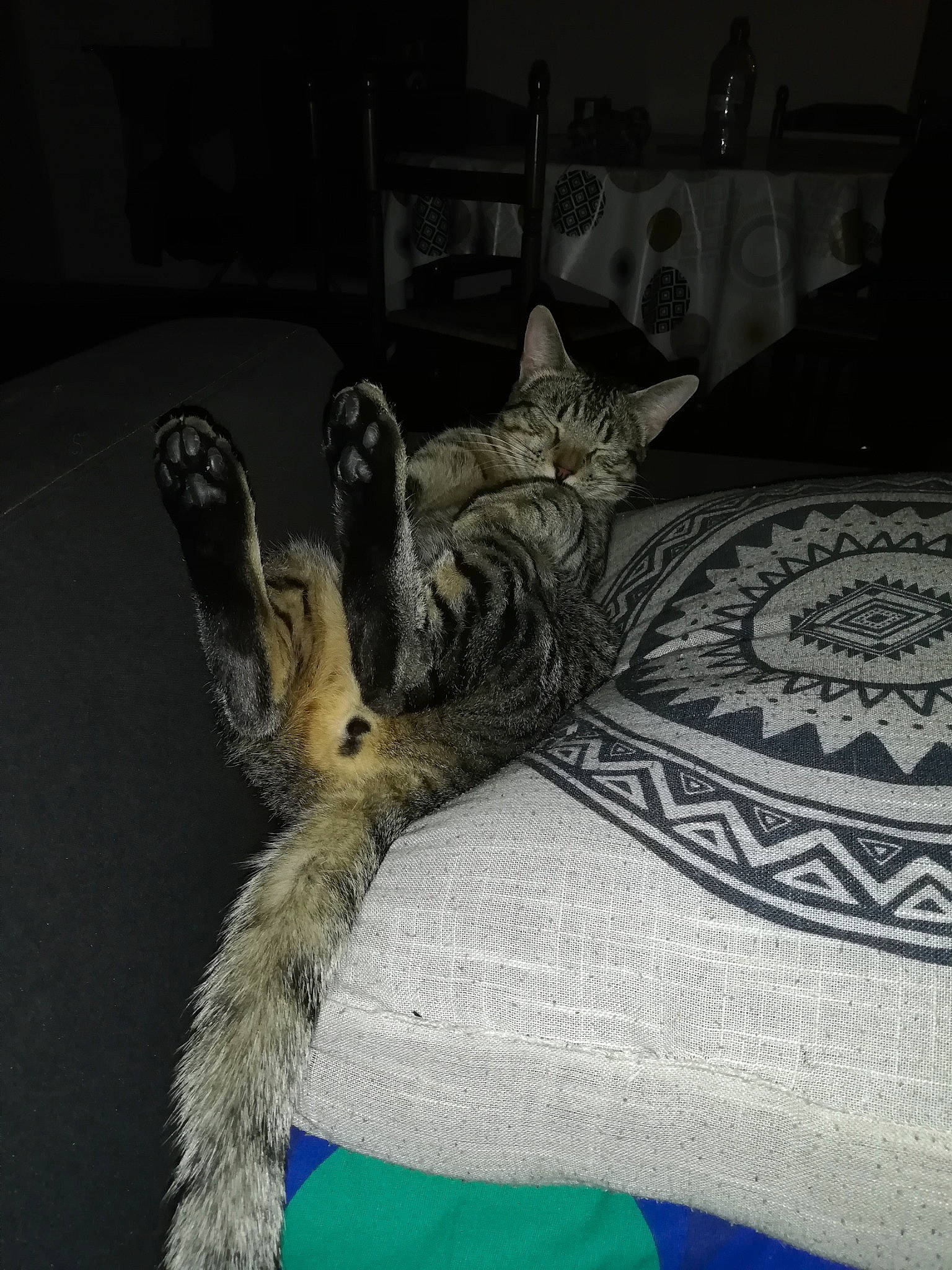 Takumi a rejoint le concours — aidez-le/la à gagner de superbes lots ! bed, bed_sheet, bedding, black, carnivore, cat, claw, comfort, couch, domestic_short_haired_cat, felidae, fur, grey, linens, paw, room, small_to_medium_sized_cats, snout, tail, whiskers