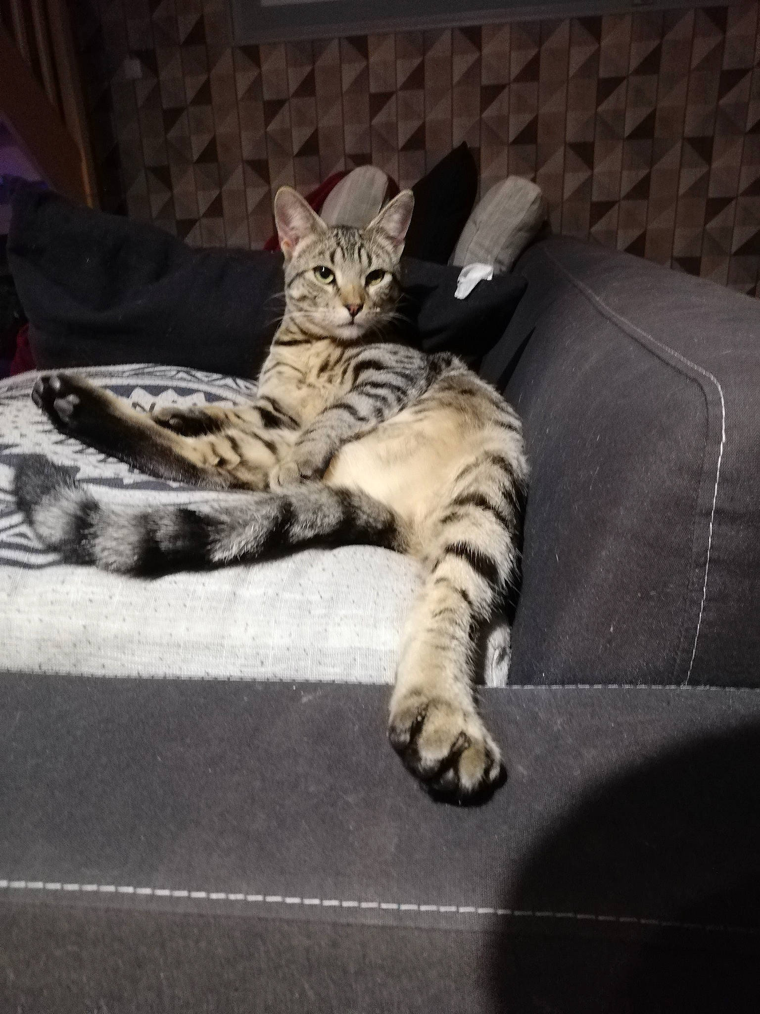 Takumi a rejoint le concours — aidez-le/la à gagner de superbes lots ! bed, carnivore, cat, claw, comfort, couch, domestic_short_haired_cat, felidae, fur, grey, linens, nap, paw, sitting, small_to_medium_sized_cats, snout, tail, terrestrial_animal, whiskers, wildlife