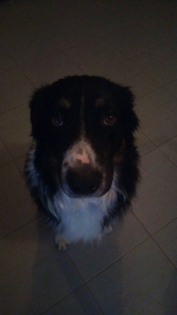 Newton a rejoint le concours — aidez-le/la à gagner de superbes lots ! australian_collie, australian_shepherd, border_collie, canidae, carnivore, dog, dog_breed, mammal, nose, rare_breed_dog, snout, sporting_group, stabyhoun