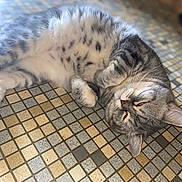 Pipo participe au concours pour gagner de l'argent avec cette photo : cat, tabby, gray_cat, white_fur, sleepy, relaxed, floor_tiles, patterned_floor, indoor, pet, animal, whiskers, paws, fur, cute, resting, lying_down, close_up, domestic_cat, feline